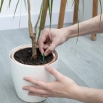 Bastoncitos Fertilizantes Plantas Verdes – Nutrición prolongada para hojas fuertes y brillantes