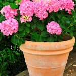 Bastoncitos Fertilizantes Plantas de Flor – Nutrición prolongada para floración intensa y duradera