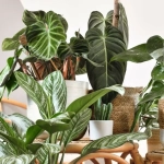 Bastoncitos Fertilizantes Plantas Verdes – Nutrición prolongada para hojas fuertes y brillantes