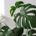 Bastoncitos Fertilizantes Plantas Verdes – Nutrición prolongada para hojas fuertes y brillantes