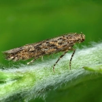 Trampa para la Tuta Absoluta