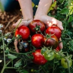 Abono Azul 2Kg – Fertilizante Universal para Plantas Sanas y Cosechas Abundantes