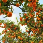 Abono Cítricos ECO 1L – Estimula la floración y mejora tus frutos naturalmente