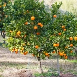 Abono Cítricos ECO 1L – Estimula la floración y mejora tus frutos naturalmente