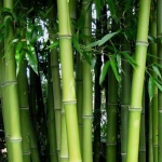 Abono Coníferas Setos y Bambú ECO 800 g Massó Granulado