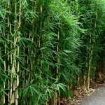 Abono Coníferas Setos y Bambú ECO 800 g Massó Granulado