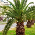 Abono Palmeras ECO 1L – Nutrición Ecológica para Palmeras Sanas y Vigorosas