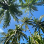 Abono Palmeras ECO 1L – Nutrición Ecológica para Palmeras Sanas y Vigorosas