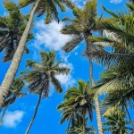 Abono Palmeras ECO 1L – Nutrición Ecológica para Palmeras Sanas y Vigorosas