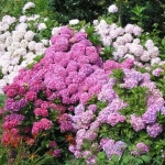 Abono Plantas Acidófilas ECO 1L – Nutrición Ecológica para Hortensias, Camelias y Azaleas