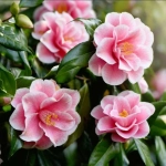 Abono Plantas Acidófilas ECO 1L – Nutrición Ecológica para Hortensias, Camelias y Azaleas
