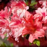 Abono Plantas Acidófilas ECO 1L – Nutrición Ecológica para Hortensias, Camelias y Azaleas