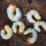 Massometrin 10 ml Massó Garden Insecticida Gusanos Suelo