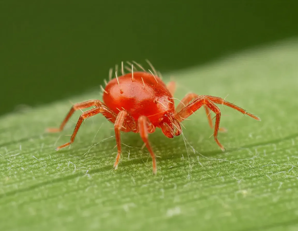 ARAÑA ROJA EN PLANTAS: SÍNTOMAS, PREVENCIÓN Y TRATAMIENTO