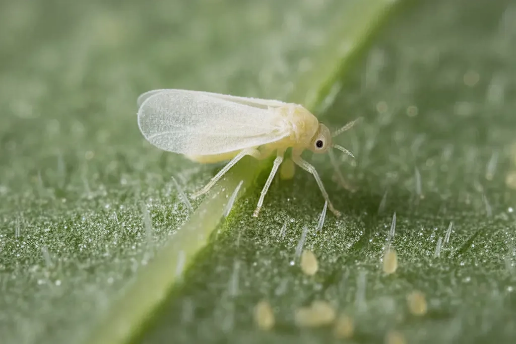 CÓMO ELIMINAR LA MOSCA BLANCA EN HUERTO Y JARDÍN