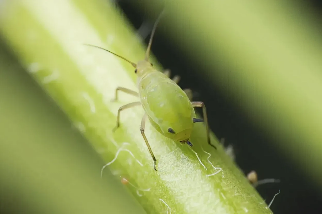 CÓMO ELIMINAR PULGONES EN PLANTAS DE FORMA EFICAZ