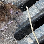 Raticida en Bloque Massoblock 250g – Control Eficaz de Ratas, Ratones y Topillos