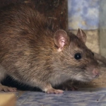 Raticida en Bloque Massoblock 250g – Control Eficaz de Ratas, Ratones y Topillos