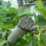 Corte de poda en árbol sellado con pasta cicatrizante protectora contra hongos y humedad