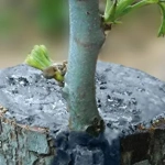 Injerto en árbol sellado con pasta cicatrizante para favorecer la cicatrización y evitar infecciones