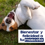 Zotalin collar antiparasitario para perros 44 g.