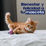 Pipetas Lifronil para gatos con fipronil 50 mg x3