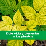 Quelato de hierro plantas 1 kg SIPCAM