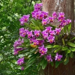 Abono Foliar Orquídeas Massó Garden Spray 250 ml
