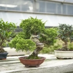 Abono Foliar BONSAIS Massó Garden Spray 250 ml