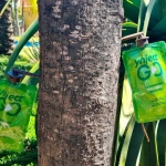 Ynject GO Frondosas Dispositivo de Endoterapia 45 ml