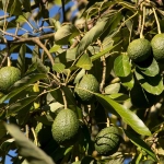 Abono Soluble Frutales Exóticos ECO Massó 400 g