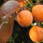 Abono Soluble Frutales Exóticos ECO Massó 400 g