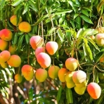 Abono Soluble Frutales Exóticos ECO Massó 400 g