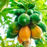 Abono Soluble Frutales Exóticos ECO Massó 400 g