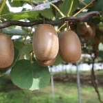 Abono Soluble Frutales Exóticos ECO Massó 400 g