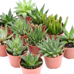 Abono Profesional para Plantas Crasas 1L
