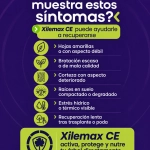Xilemax CE HPCX Dispositivo Nutricional de Endoterapia 69 g