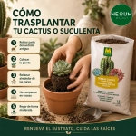Sustrato Cactus y Suculentas Massó Garden 2,5 L