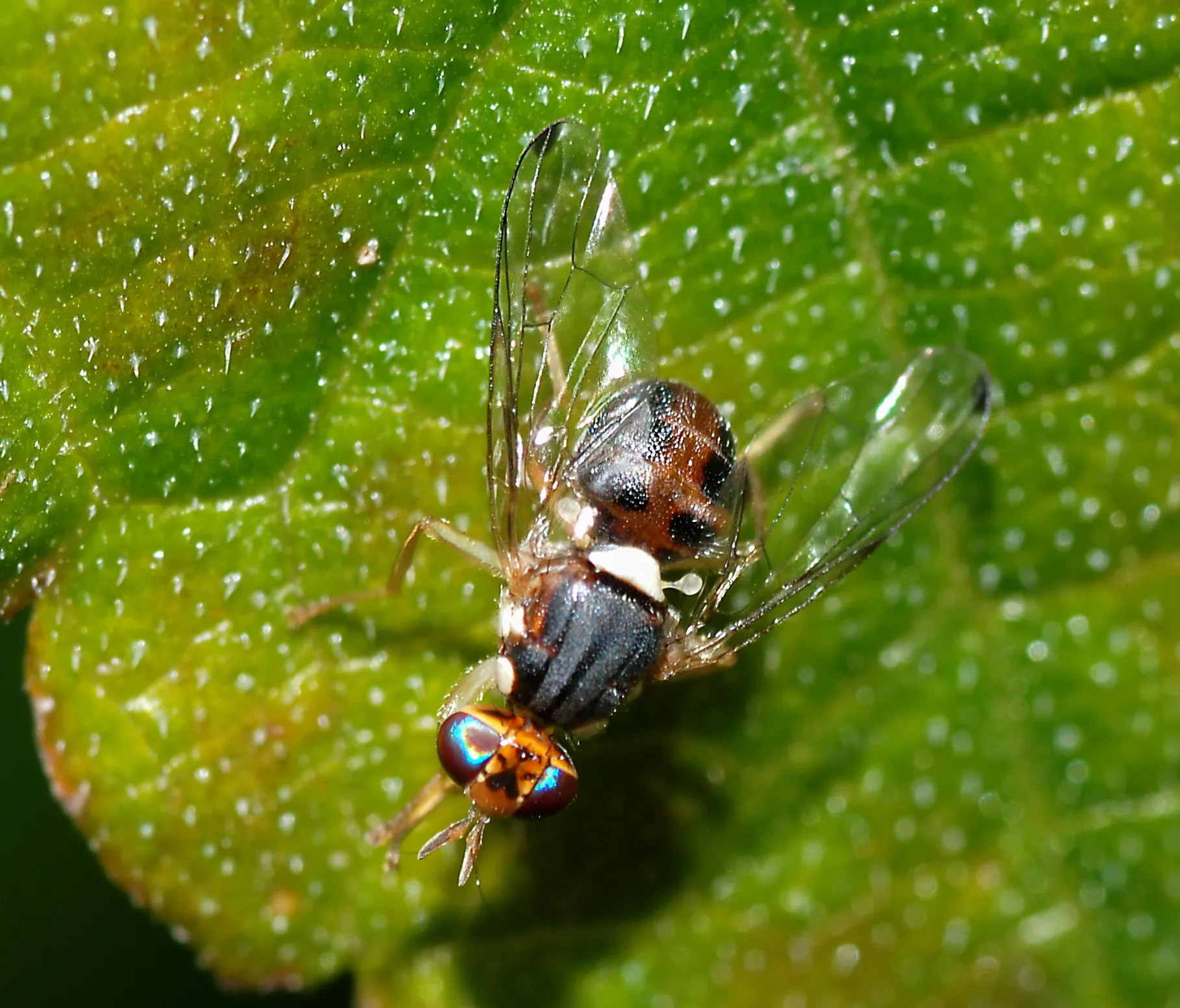mosca-olivo-nexum